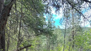 Un sendero arbolado con árboles y rocas.