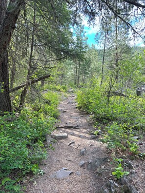 A forested trail with trees and rocks.