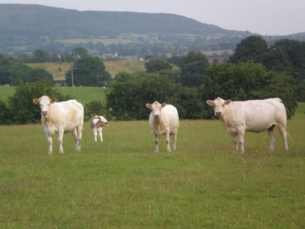 A grassy field with cows. - 1 bedroom accommodation in North Rode (North Rode)