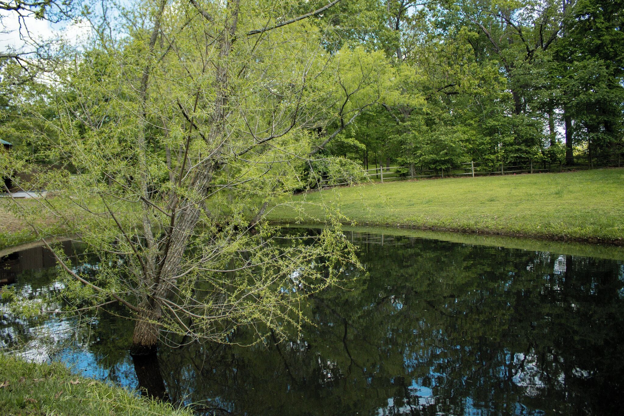 A serene pond with a tree in the foreground, surrounded by a grassy area and trees.