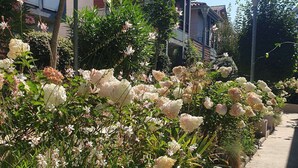 Una hilera de arbustos blancos con flores a lo largo de una acera en una zona residencial.