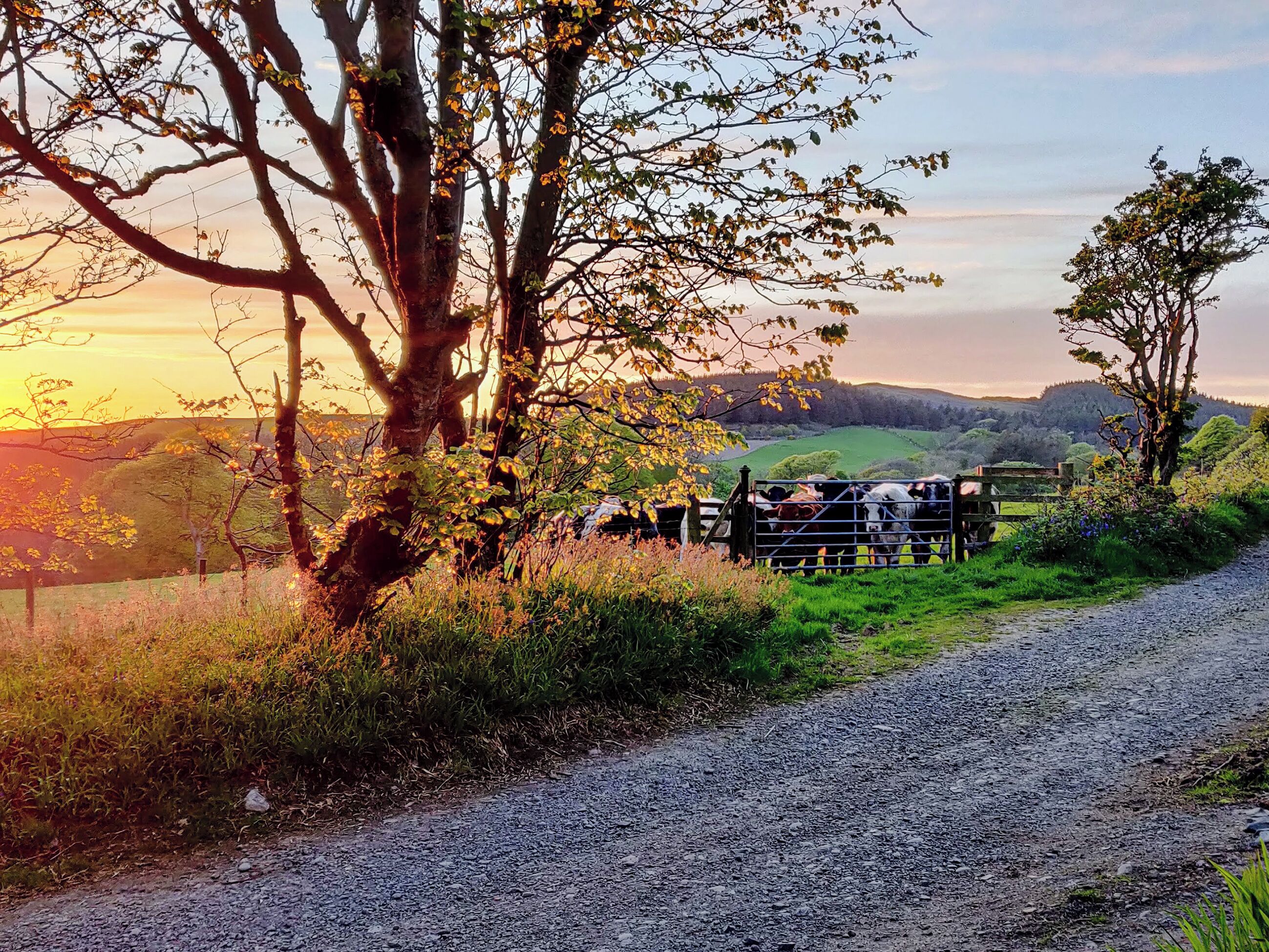 Un paysage rural avec un chemin de gravier, des arbres et une barrière derrière laquelle se trouvent des vaches.