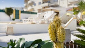 Un cactus en un patio con un edificio al fondo.