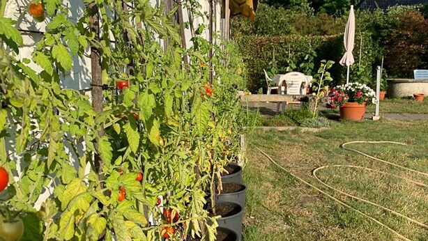 Un jardín con plantas de tomate en macetas negras a lo largo de la pared exterior de un edificio.
