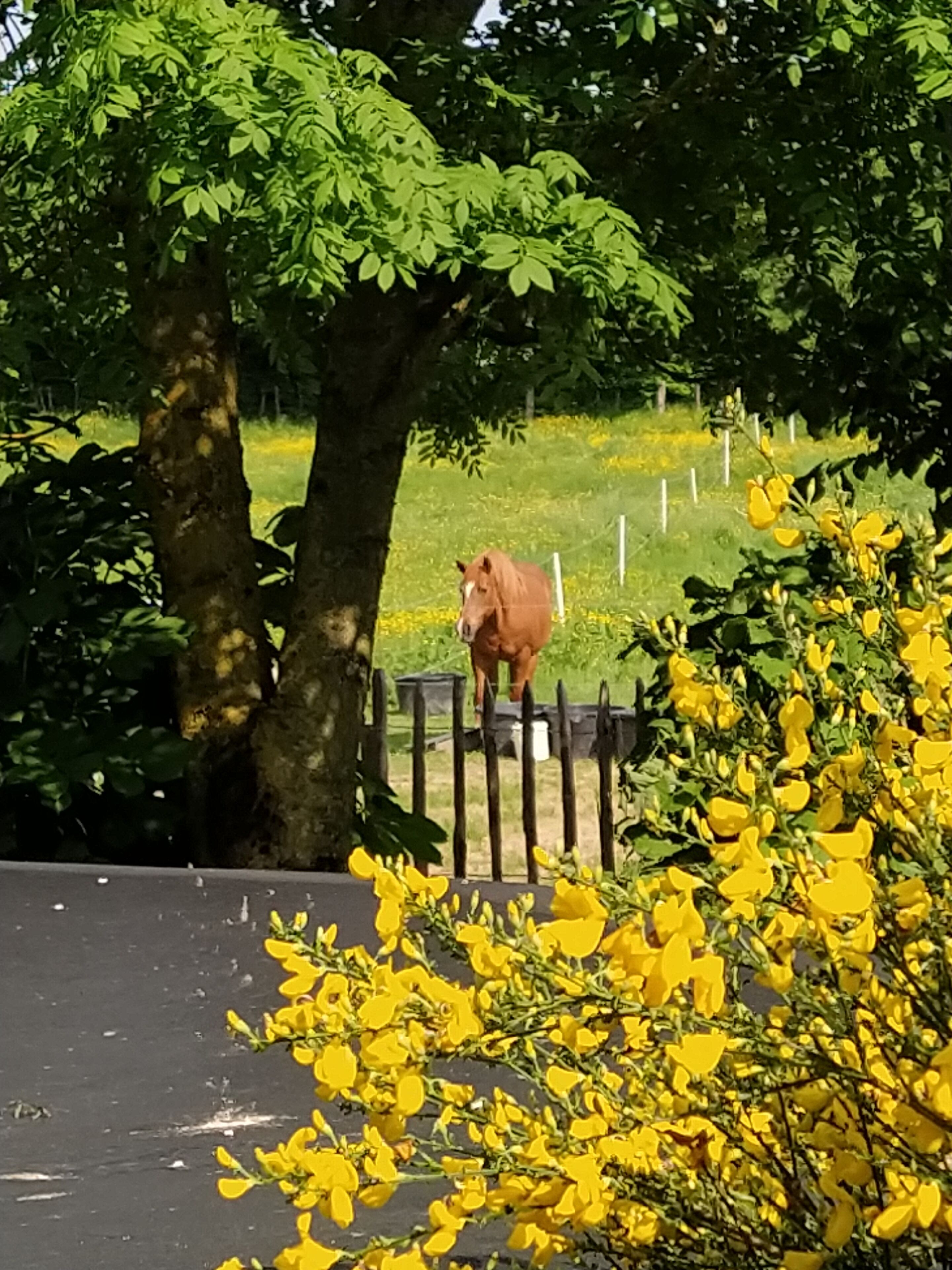 A horse behind a fence in a green field with trees and yellow flowers.