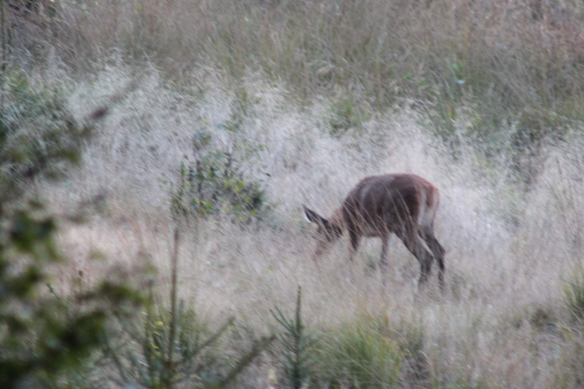 Un cervo in un prato erboso.