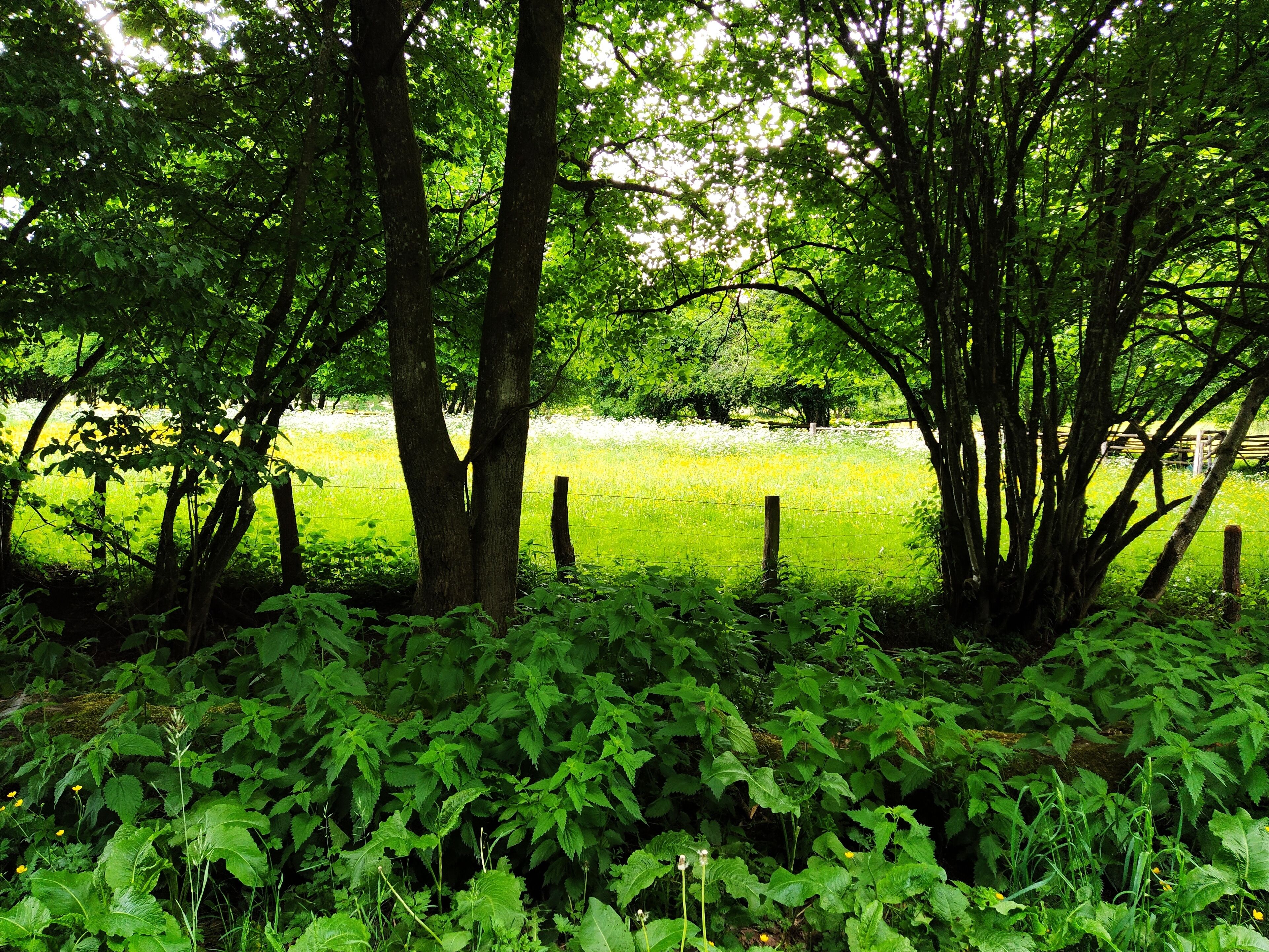 Un paysage verdoyant et luxuriant, avec des arbres et un champ d’herbe.