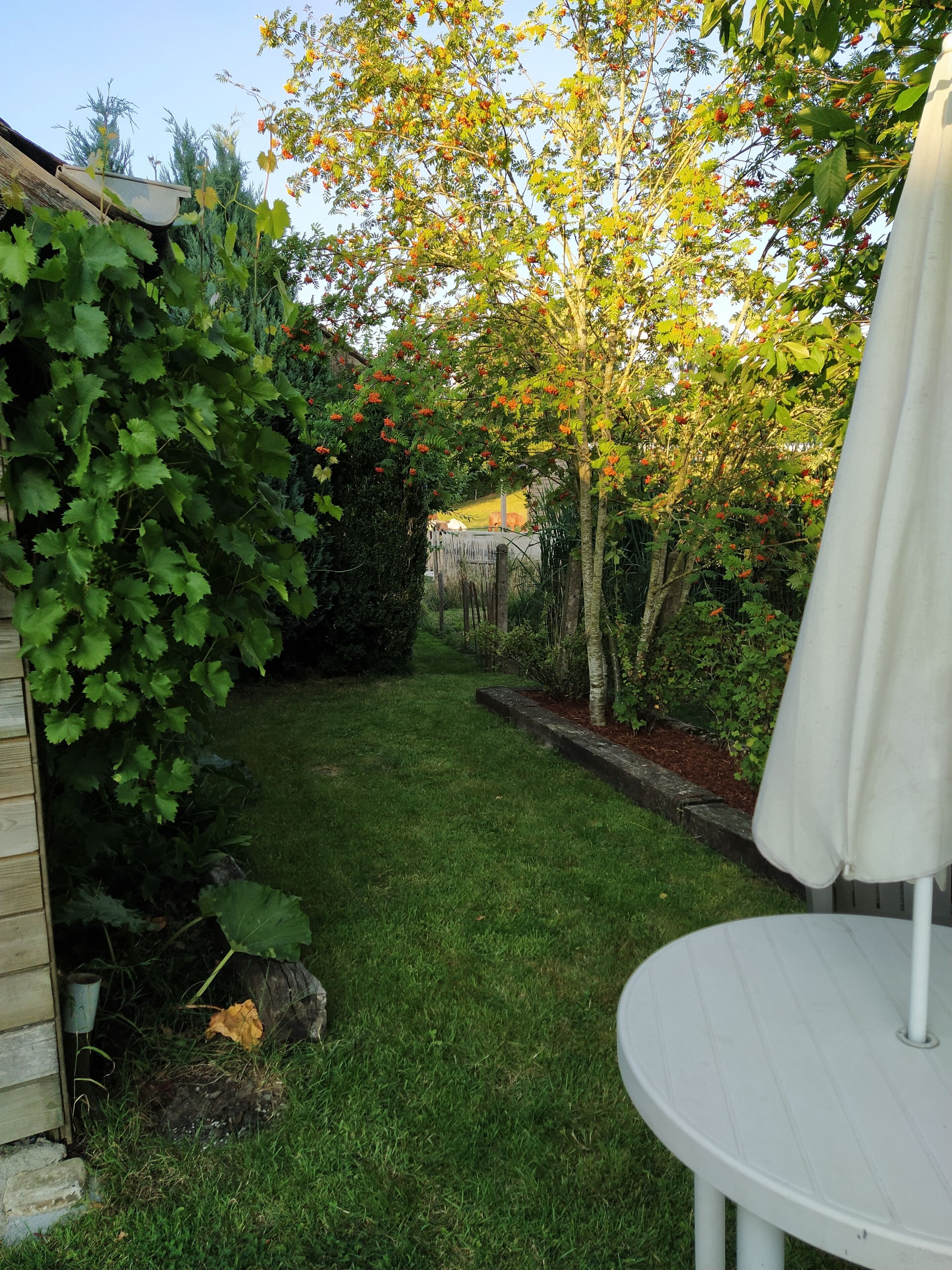A backyard with a grassy lawn, a wooden fence, and a white umbrella.