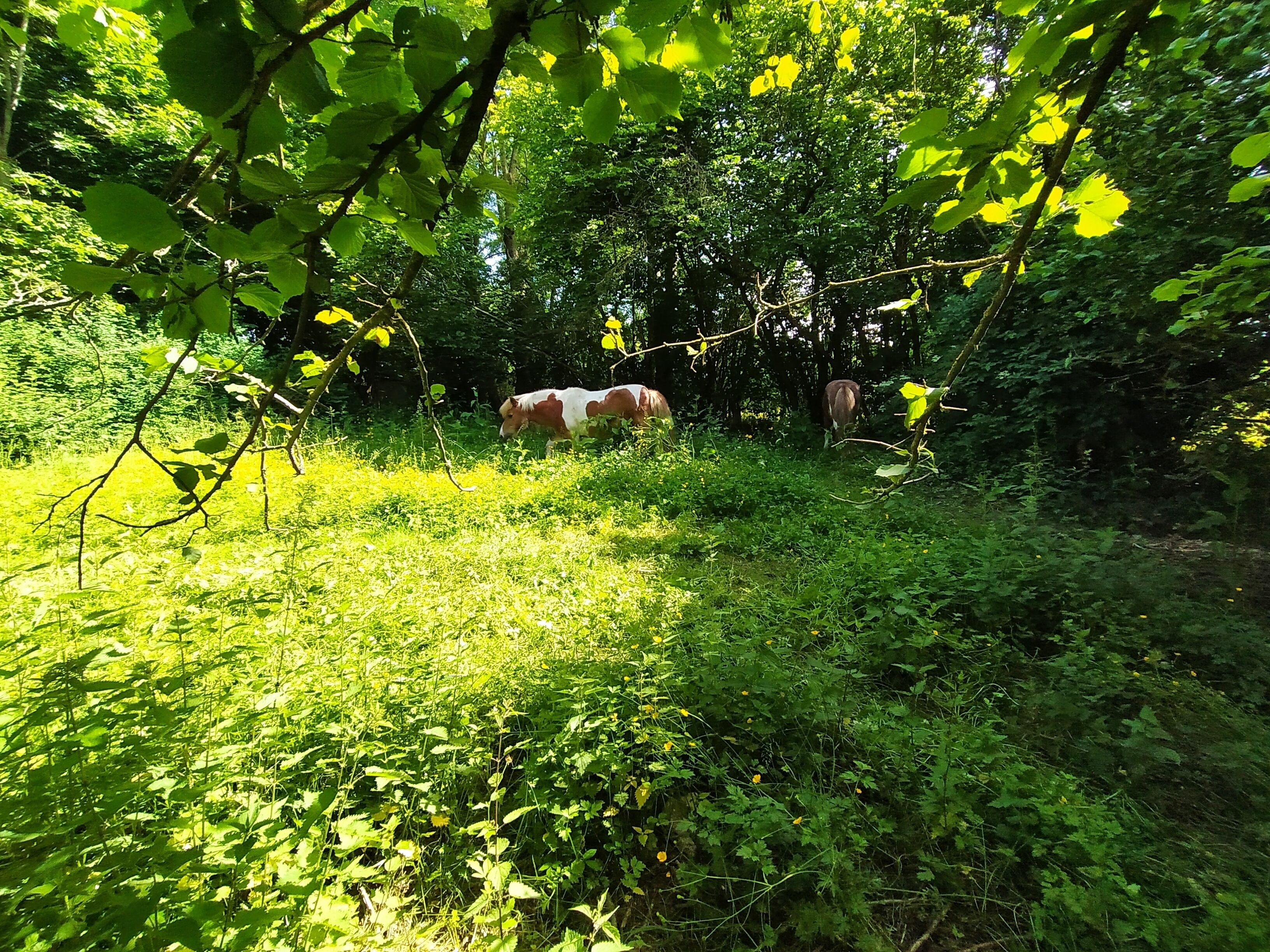 Paisaje natural con un caballo pastando al frente y árboles en el fondo.