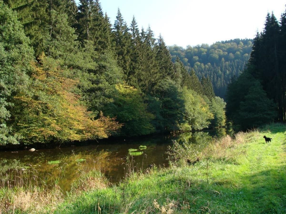 A river with dense forest on one side and a grassy area with a dog on the other.
