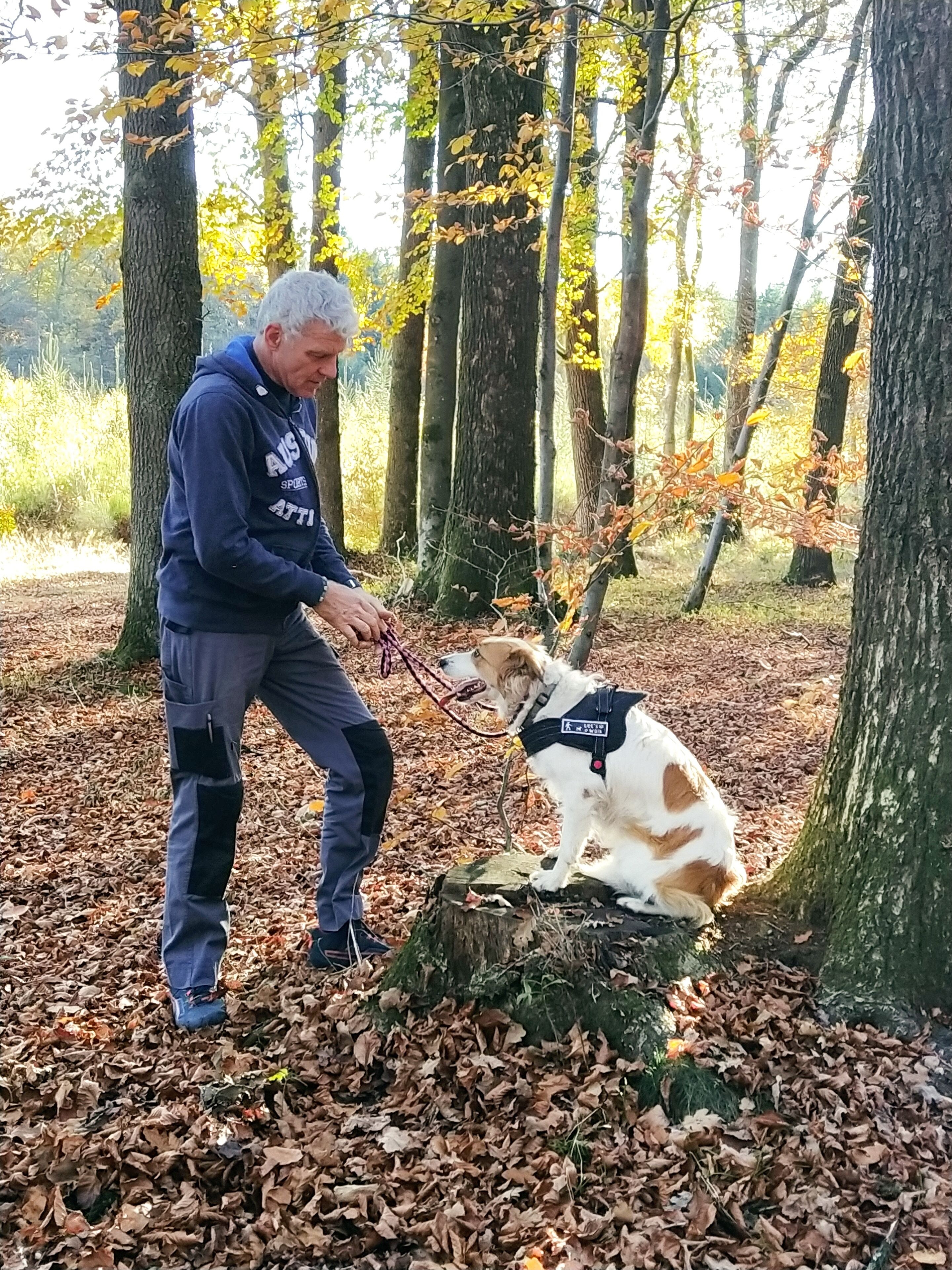 Eine Person mit Hund in einem bewaldeten Gebiet mit Bäumen und herabgefallenen Blättern.