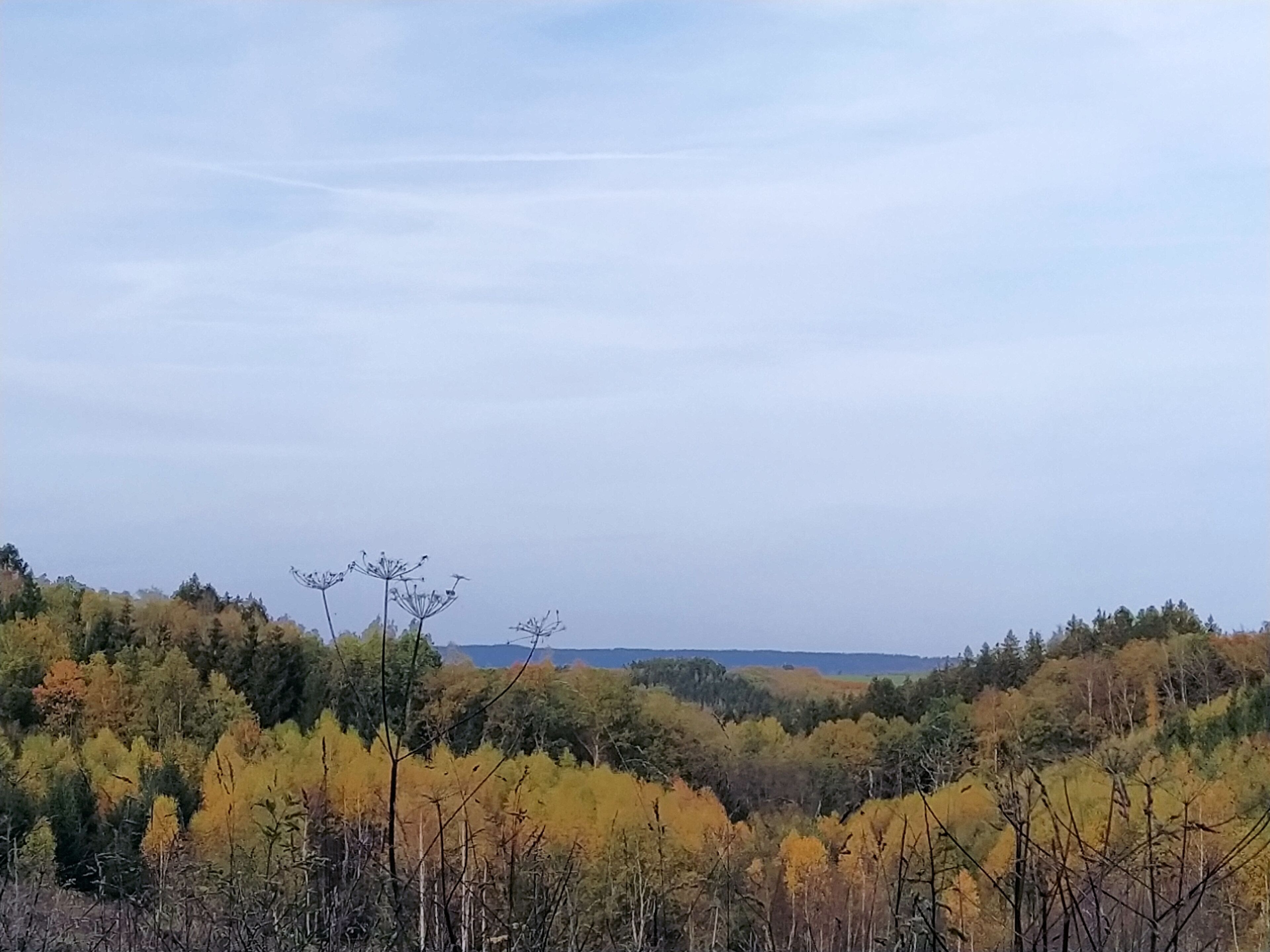 A forest landscape with autumn foliage and a clear sky.