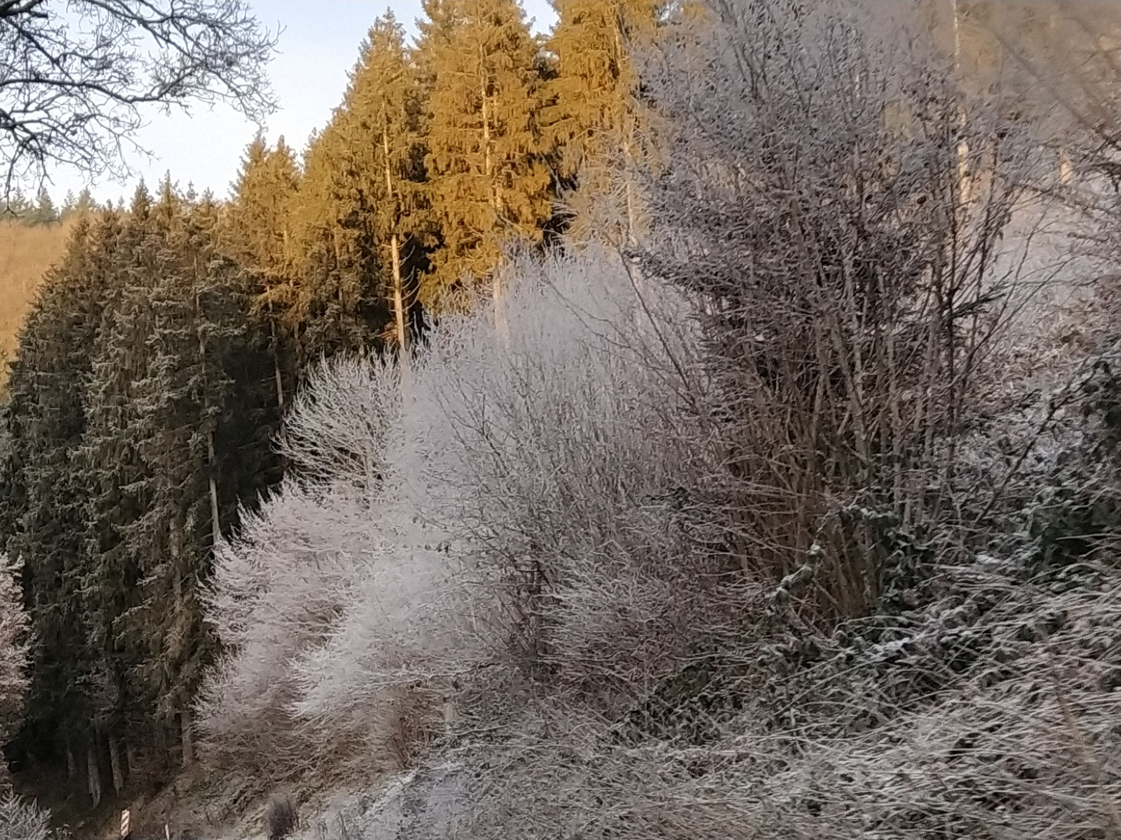 Zona boscosa con árboles de hoja perenne y un sendero cubierto de nieve.