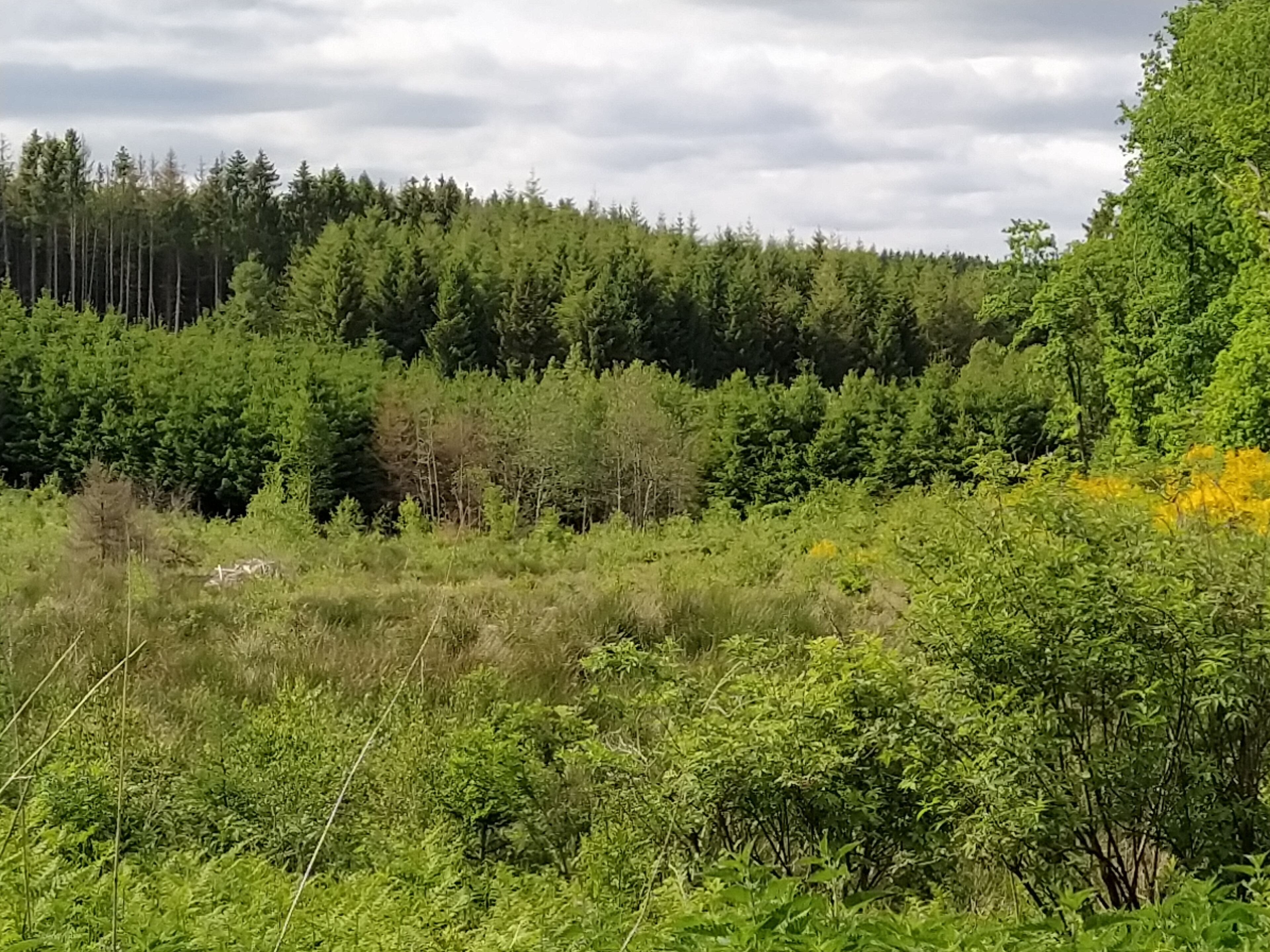 Un bosque denso con una variedad de árboles y arbustos.