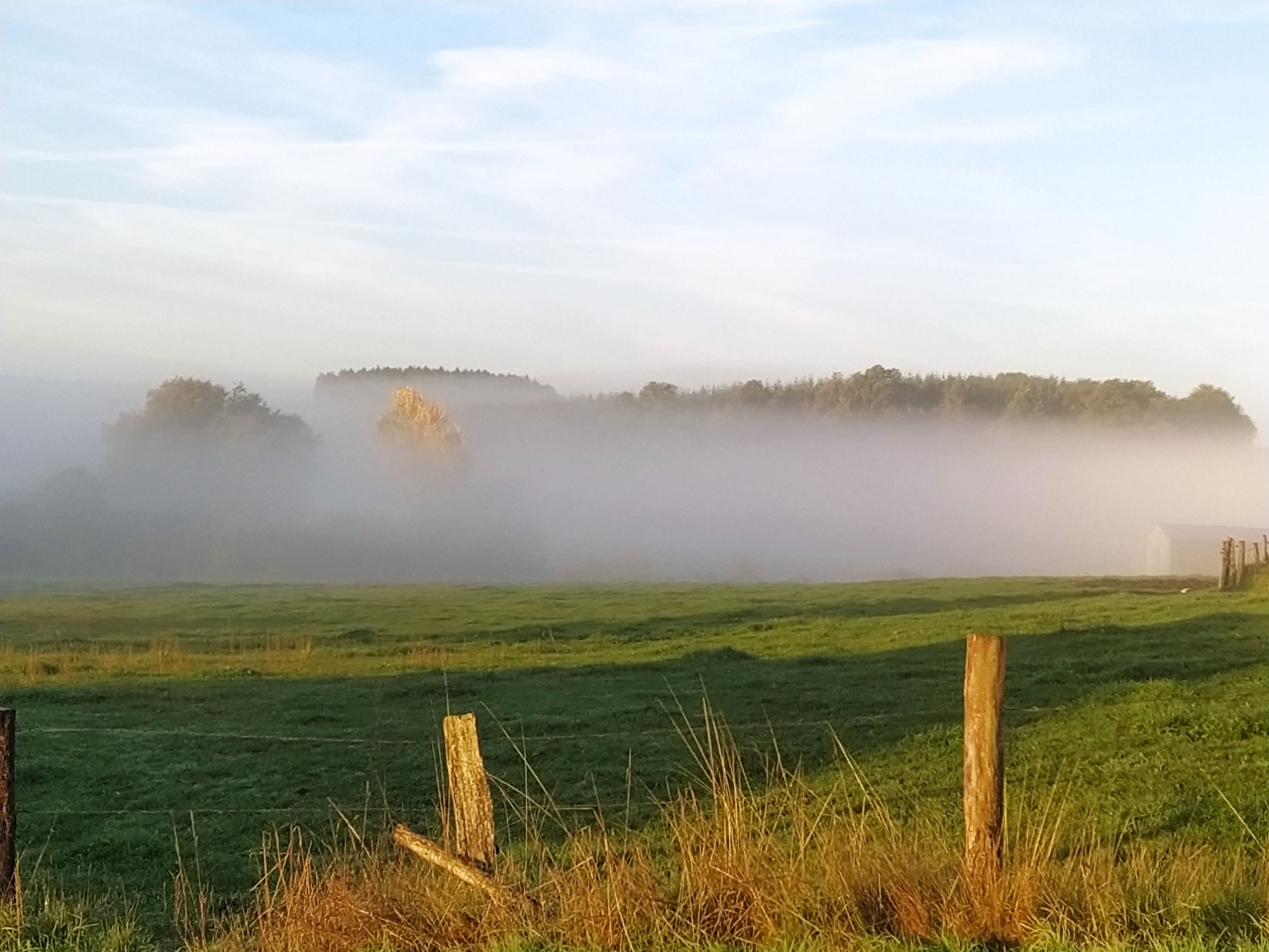 A foggy field with a wooden fence in the foreground and a distant tree line.