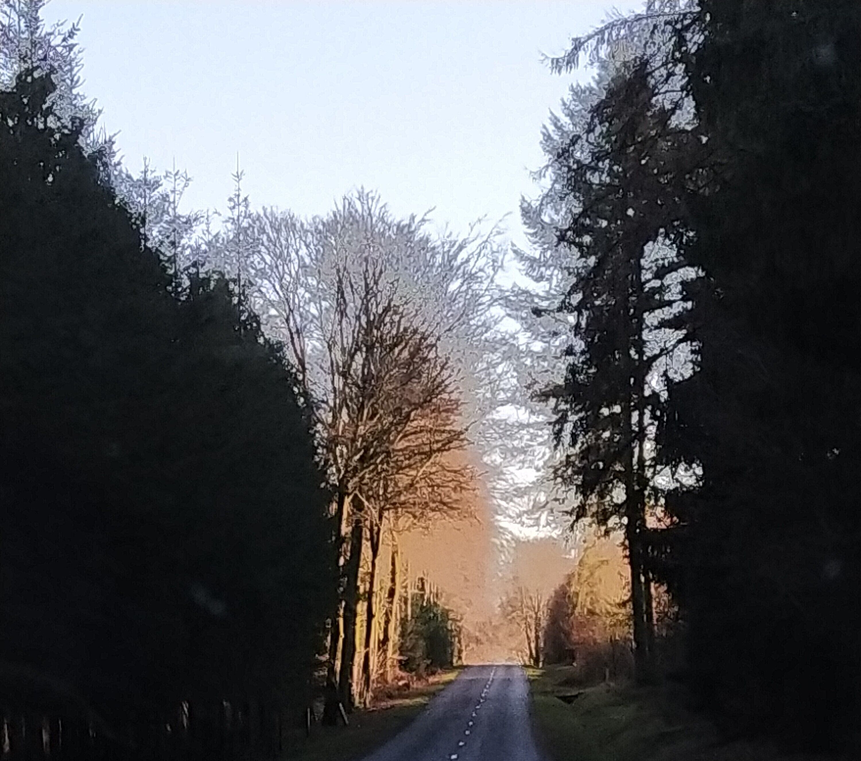 A road flanked by tall trees with bare branches, leading into a forested area.