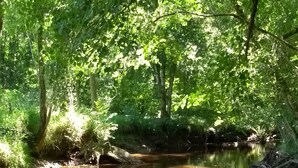 Un arroyo tranquilo en un bosque, con la luz del sol filtrándose entre los árboles.