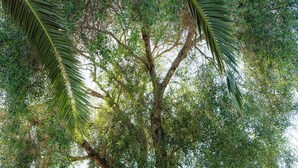 A tree with dense foliage in a garden setting. - Agroturismo Malbuger Nou - Adults only (Mahón)