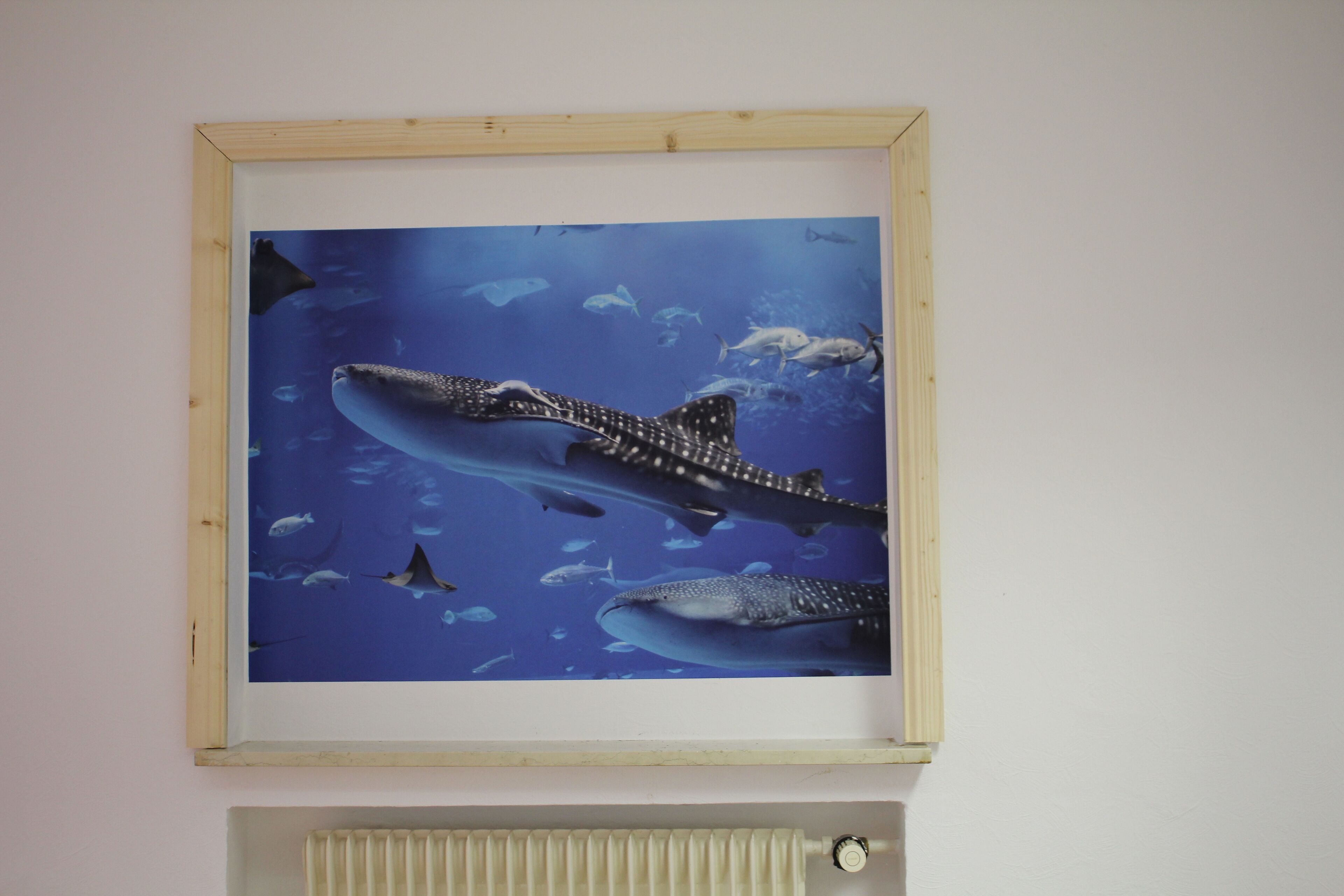 A framed picture of a whale shark swimming with other marine life.