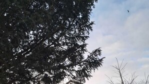 Ein dunkles Holzhaus mit Satteldach, einer kleinen Veranda und einem gepflegten Rasen mit Pflanzen.