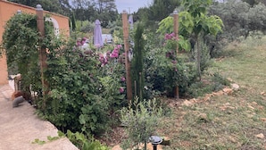 Un jardin avec différentes sortes de plantes et une clôture.
