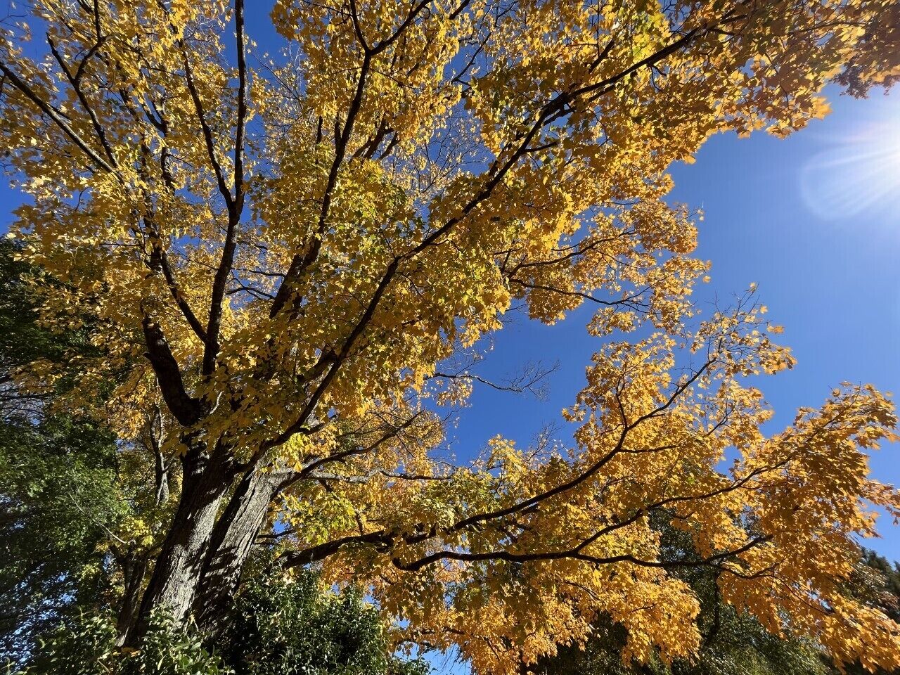 Un árbol con hojas amarillas contra un cielo azul despejado.