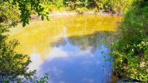 A natural pond surrounded by dense greenery.