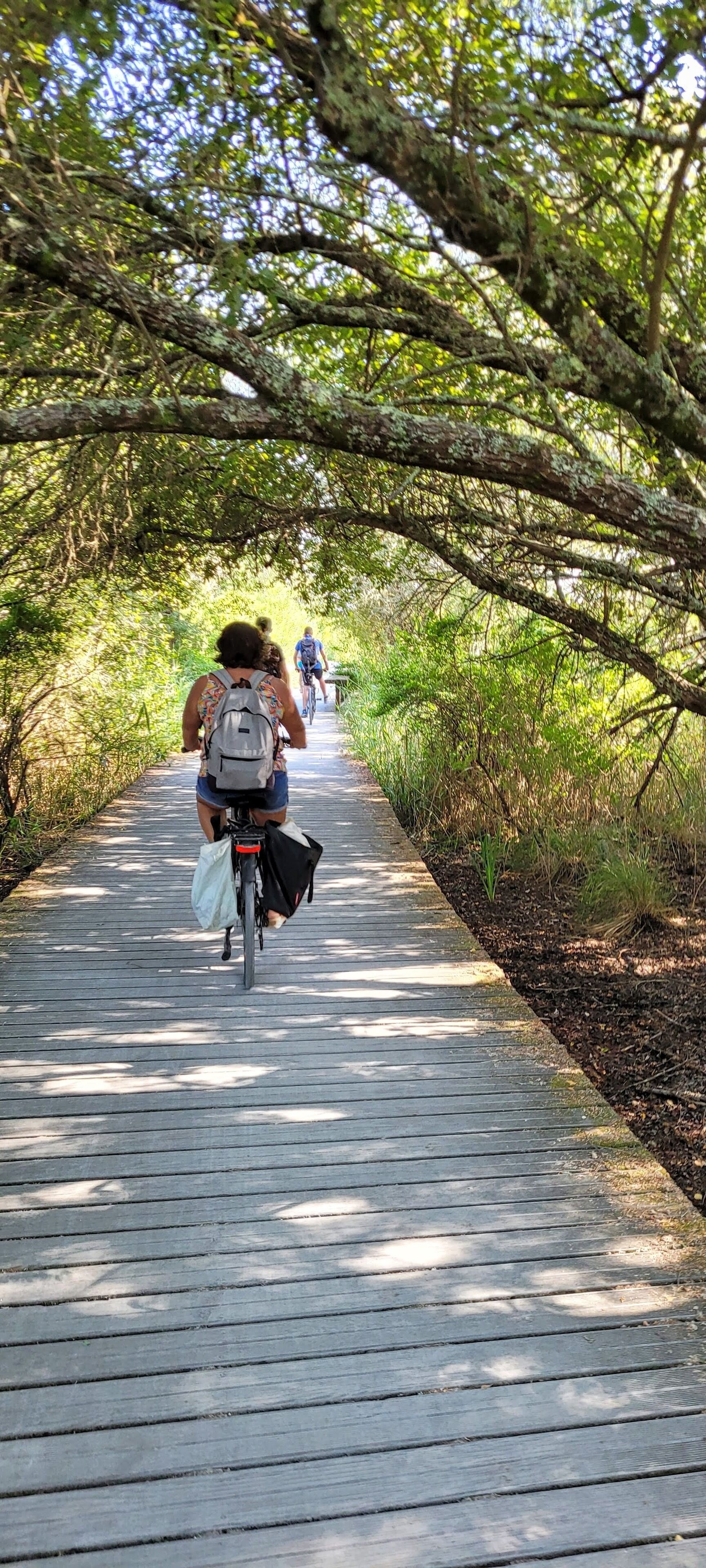 A wooden boardwalk with cyclists and a natural, wooded environment.
