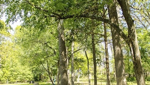 A picnic table in a wooded park area with trees and grass. - Clyde's Cabin + Hot Tub (Carthage)