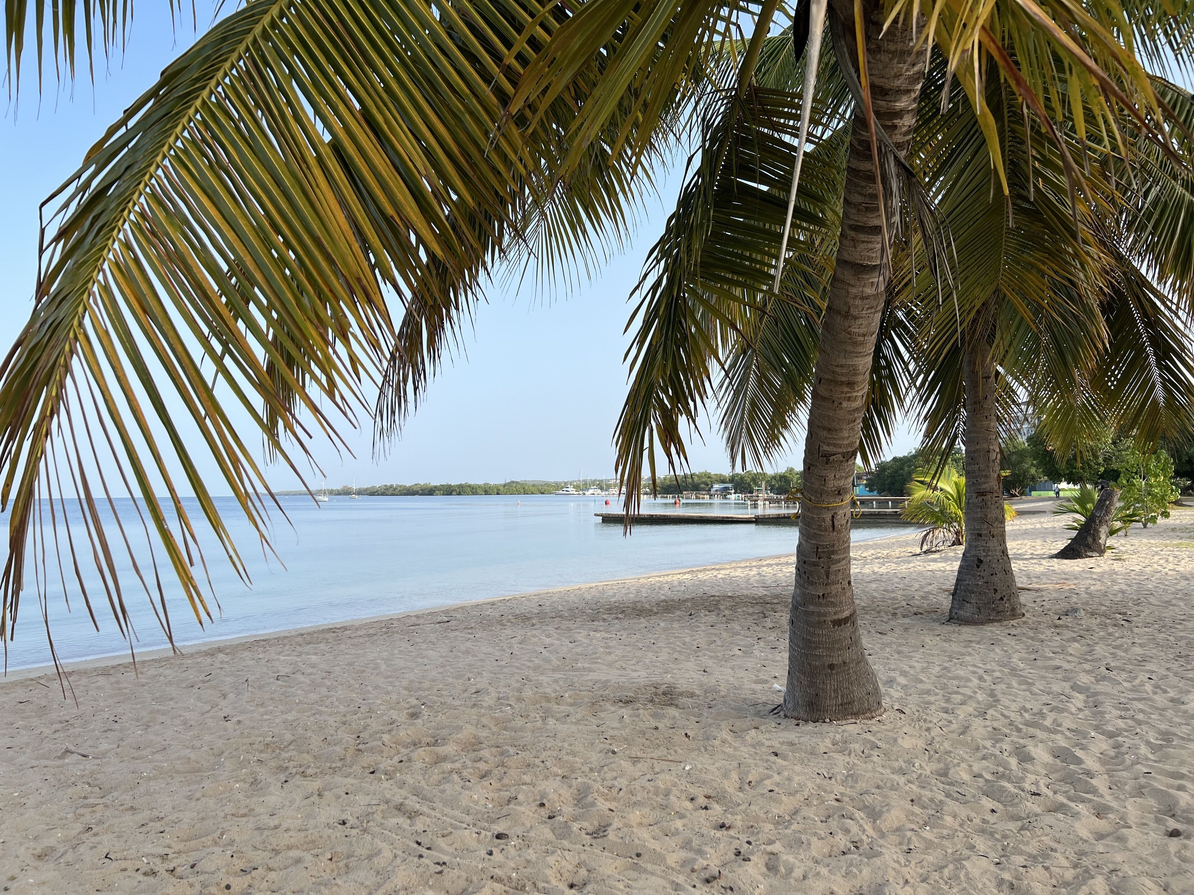 Ein Strand mit Palmen und ruhigem Meer.