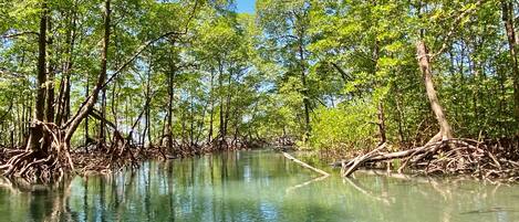 Una embarcación navegando por un bosque de manglares con densas raíces y agua cristalina.