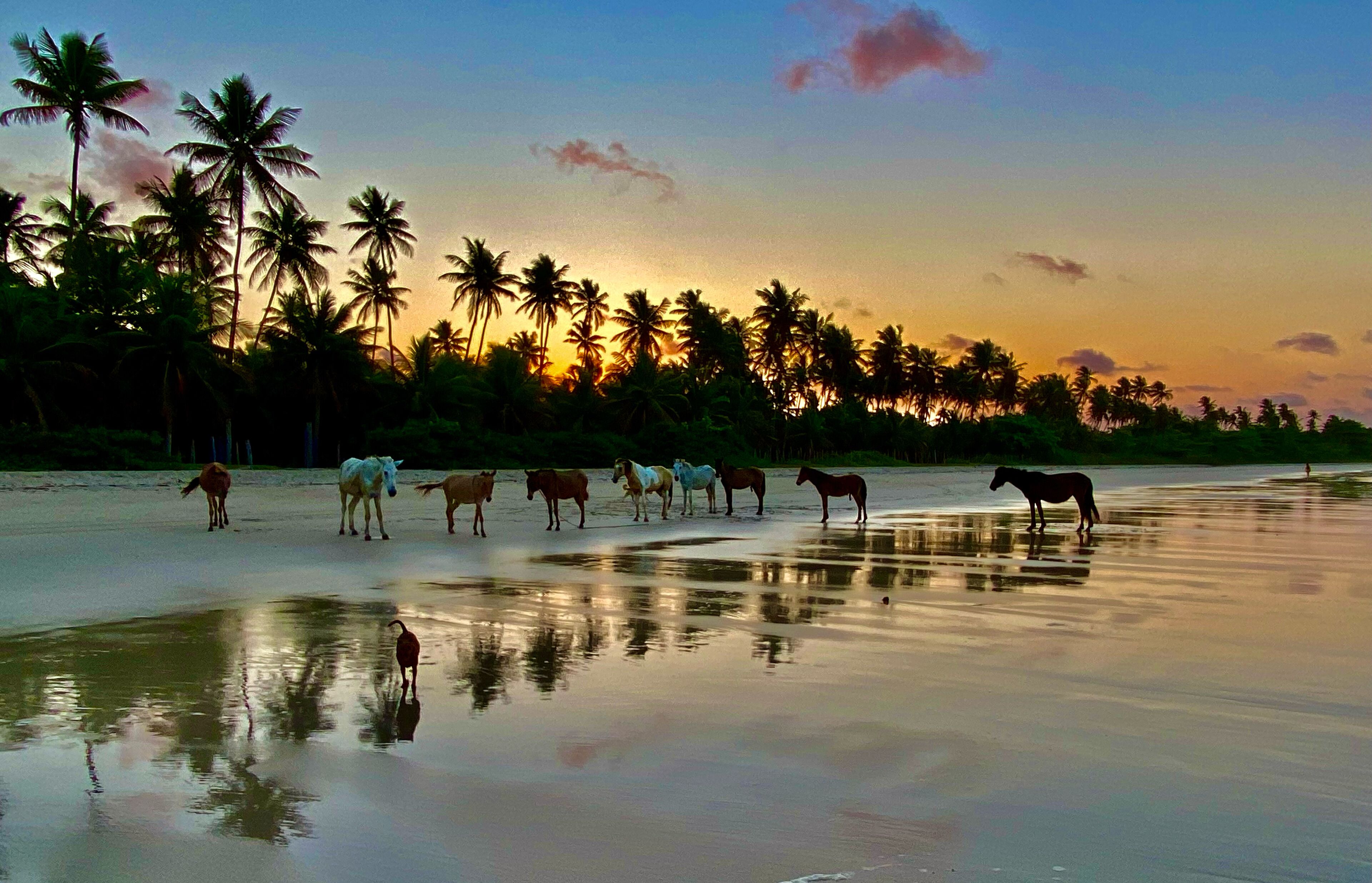A beach with horses and palm trees at sunset.