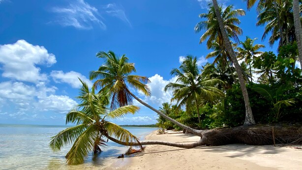 Ein Strand mit klarem Wasser, Palmen und blauem Himmel.