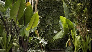 Un sendero exuberante que conduce a un muro cubierto de follaje.