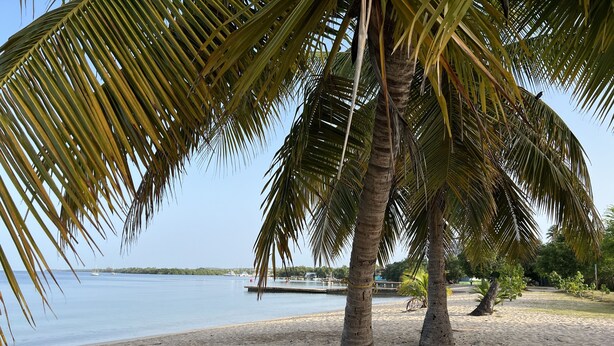 A beach with palm trees and a calm sea. - Unique brand new apartment inside Poblado Boqueron (Boquerón)