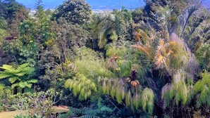 A lush garden with diverse vegetation and a clear view of distant mountains. - Farrants Hill (Farrants Hill)