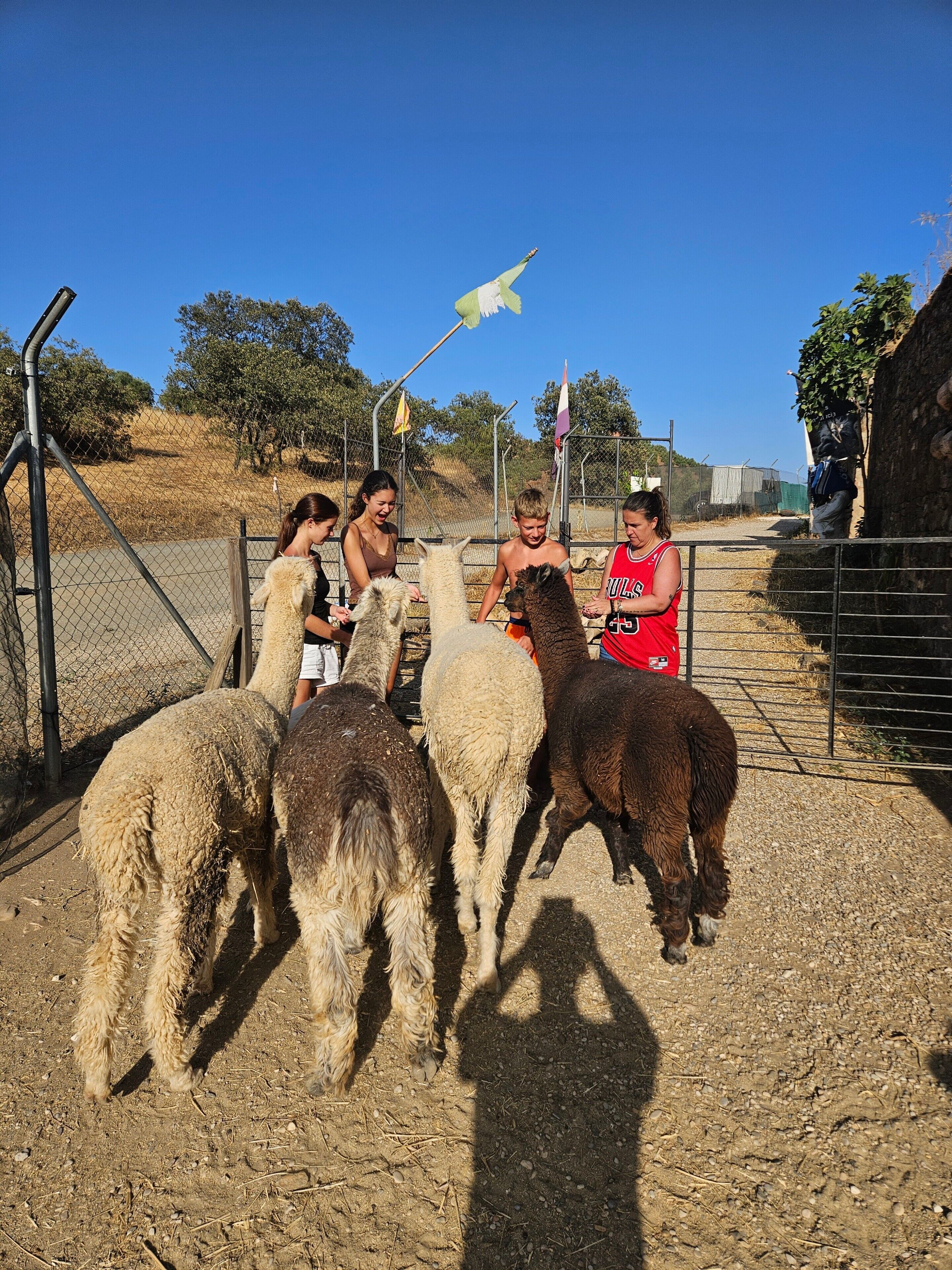 Een groep mensen die met schapen omgaan in een omheind gebied.