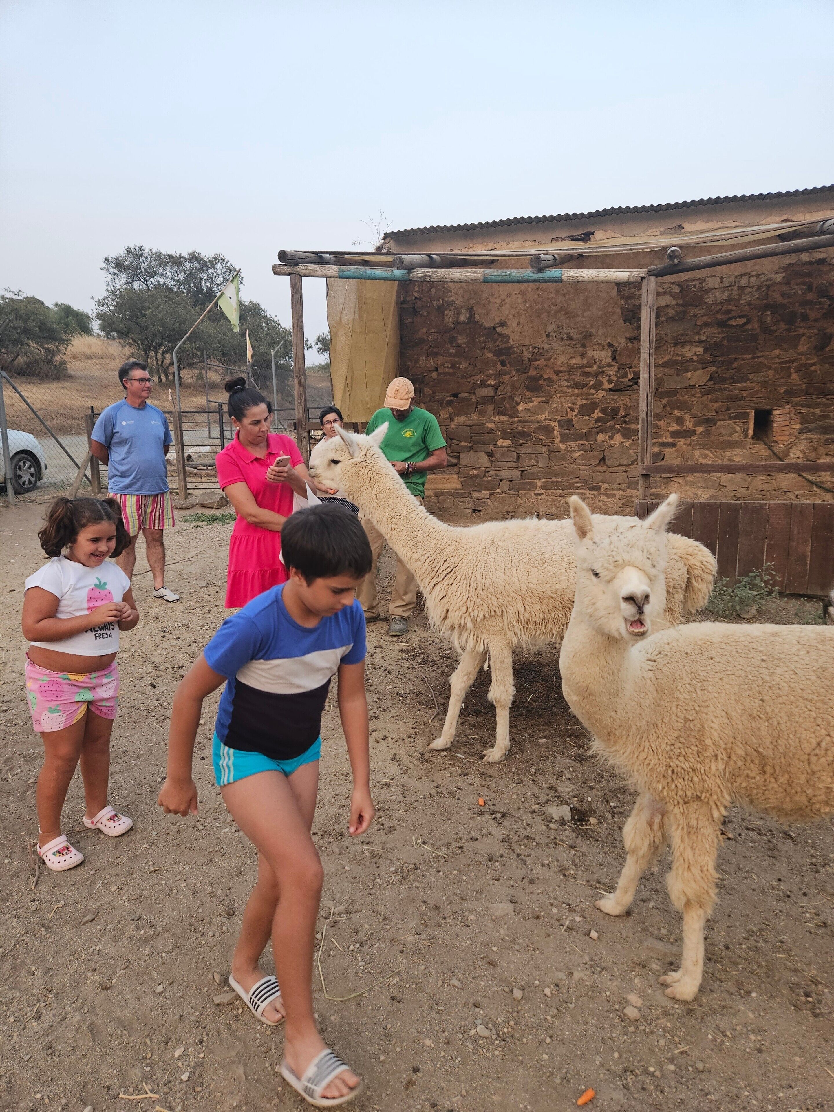 Un grupo de personas interactuando con llamas en un entorno rural con una construcción de piedra.