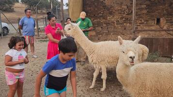 Un grupo de personas interactuando con llamas en un entorno rural con una construcción de piedra.