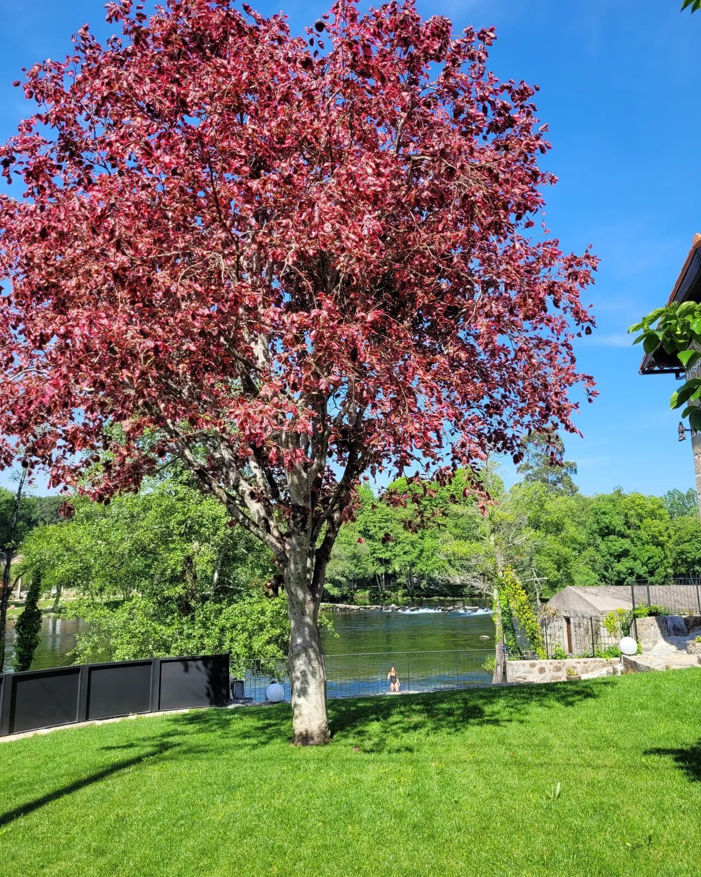 Un árbol con hojas rojas en un parque con un estanque y una estructura de piedra.