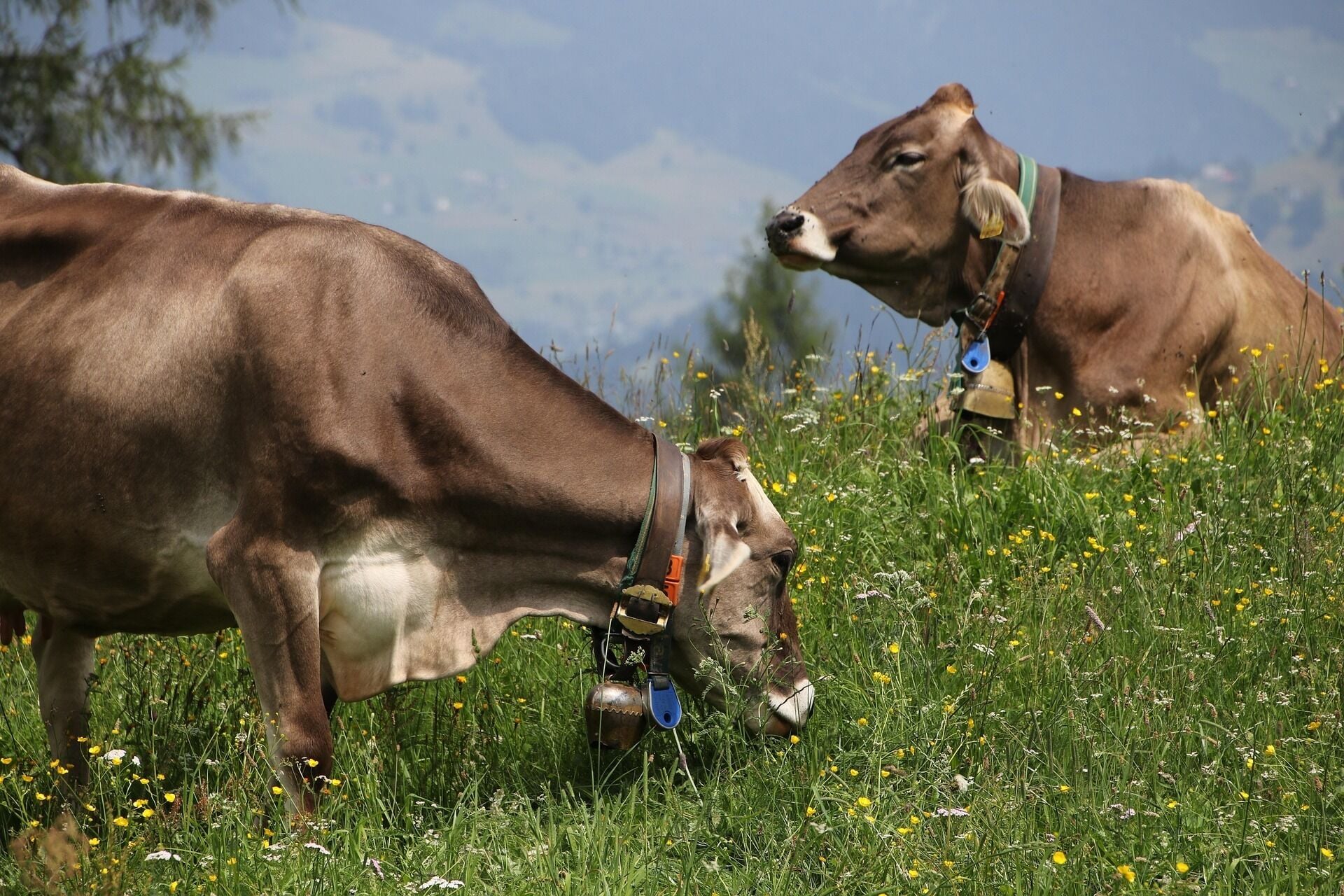 Two cows grazing in a field with a mountainous backdrop.