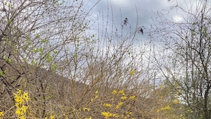 A stone wall with yellow flowering bushes. - Large, Beautiful Mid Century Mountain House..... (South Williamsport)