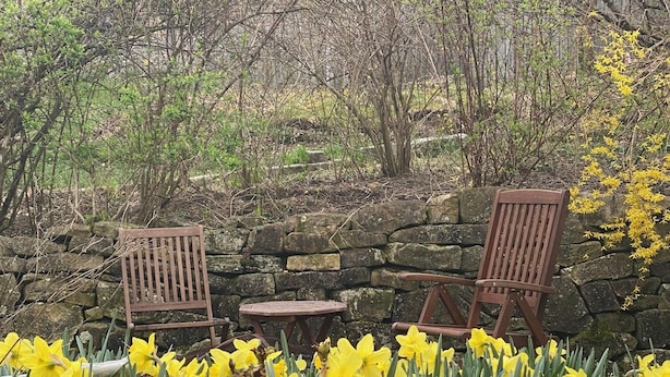 A stone wall with two wooden chairs and a small table, surrounded by vibrant yellow daffodils. - Large, Beautiful Mid Century Mountain House..... (South Williamsport)