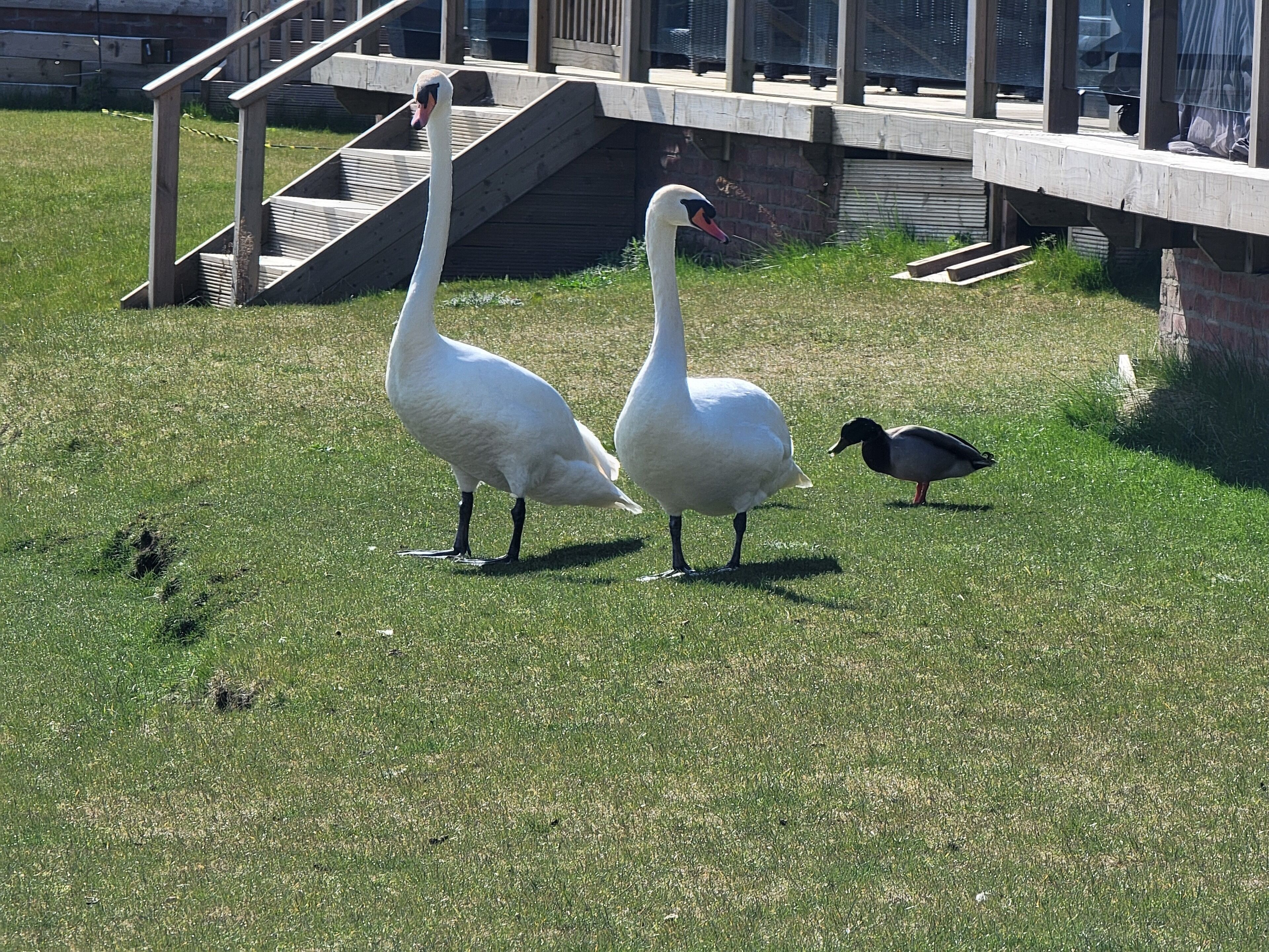 Two swans standing on grass with a wooden staircase and a brick wall in the background.
