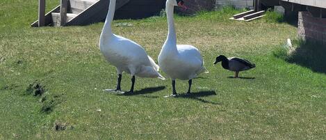 Two swans standing on grass with a wooden staircase and a brick wall in the background.