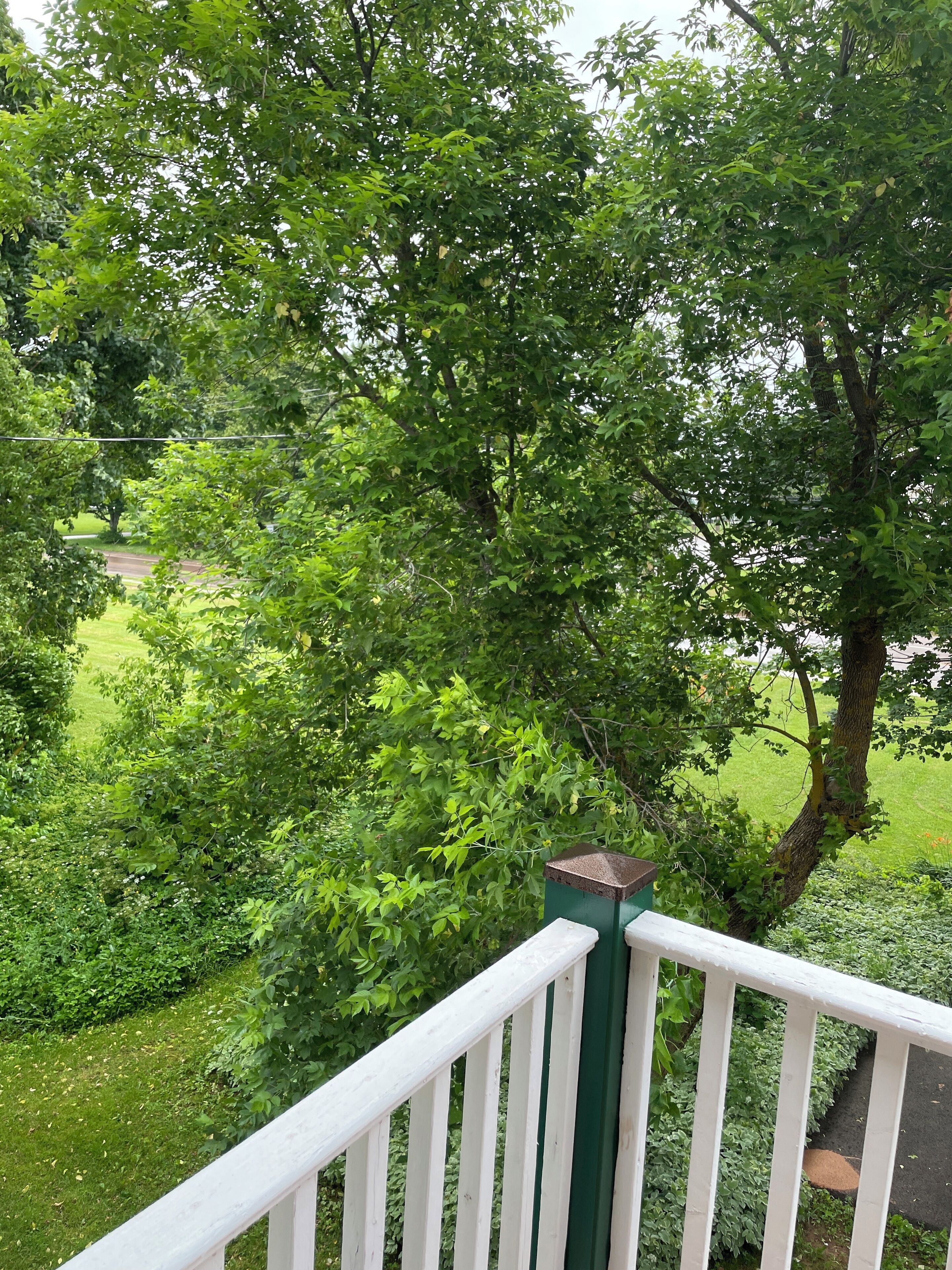 A view from a balcony with a railing, overlooking a lush green garden with various trees and shrubs.