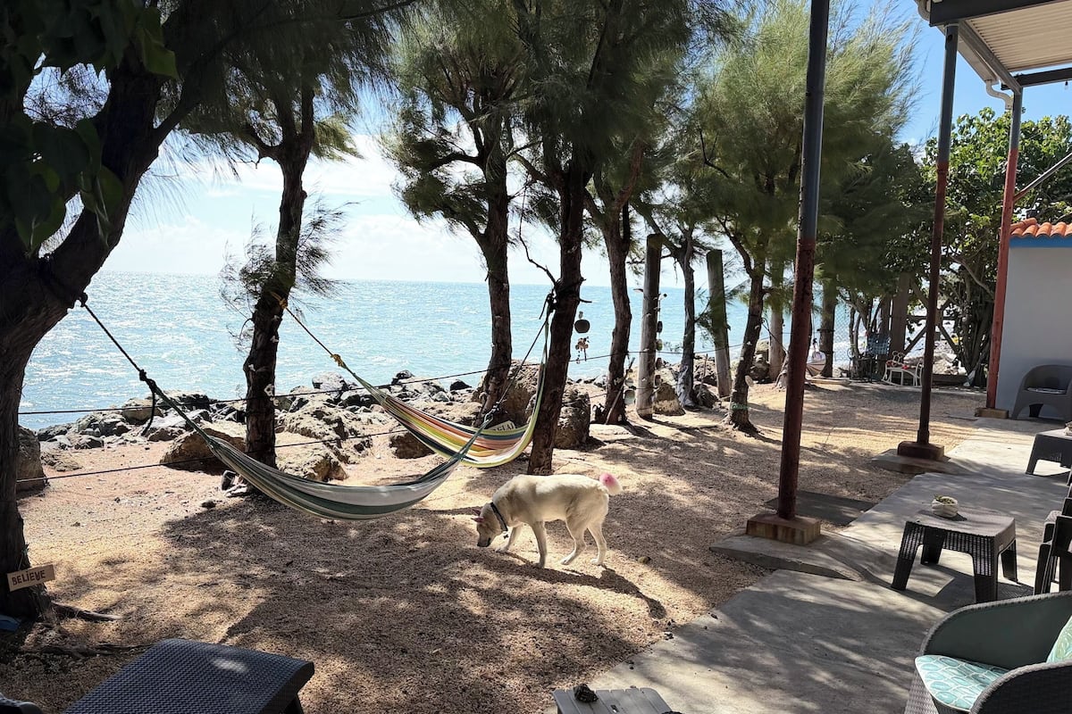 A hammock between trees, a dog, and a view of the sea.