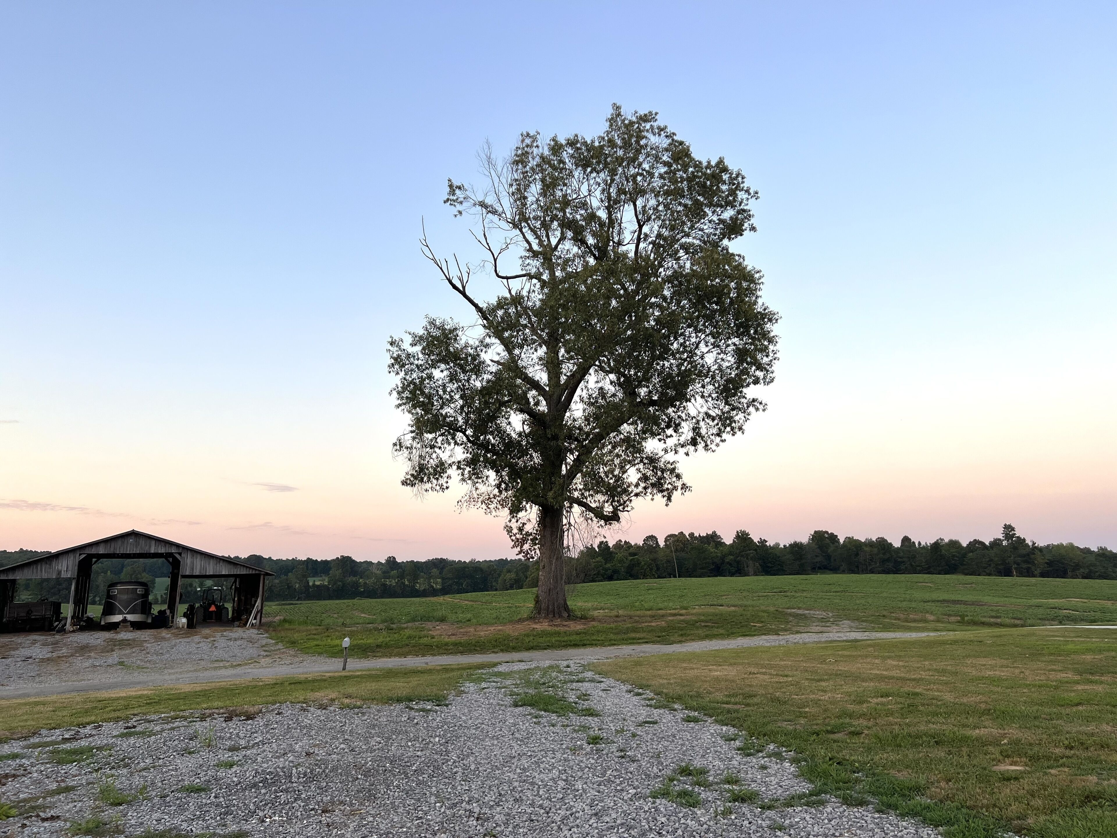 A rural landscape with a large tree in the foreground, a gravel path, and a barn in the background.