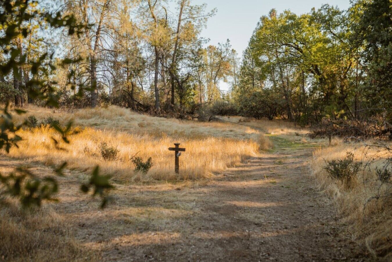 Een onverhard pad dat door een droog, begroeid gebied met bomen en struiken loopt.