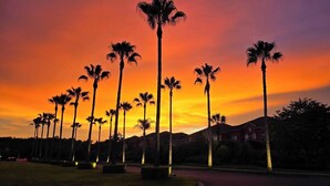 Una hilera de palmeras altas contra un cielo al atardecer.